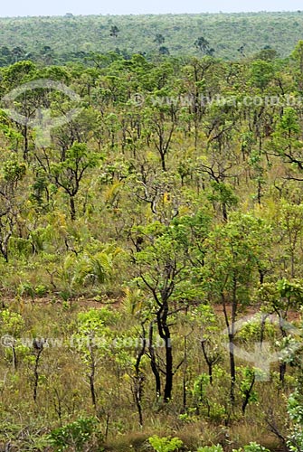  Subject: Bush vegetation at Brazilian Savanna called campo sujo (dirty field) / Place: Emas National Park - Goias state - Brazil  / Date: 07/09/2007 