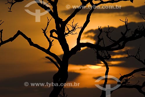  Subject: Sunset at Emas National Park  / Place: Goias state - Brazil  / Date: 16/09/2007 