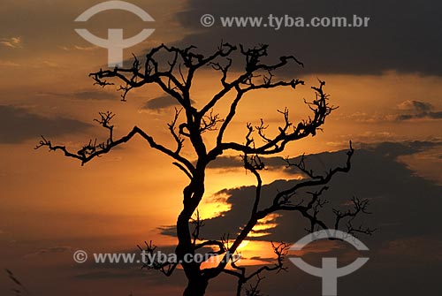  Subject: Sunset at Emas National Park  / Place: Goias state - Brazil  / Date: 16/09/2007 