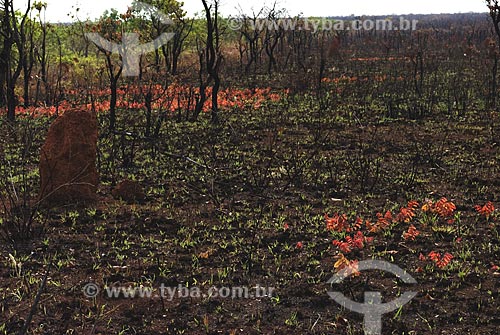  Subject: Burned savanna recovering in Emas National Park  / Place: Goias state - Brazil  / Date: 07/09/2007 