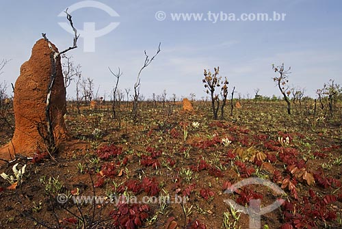  Subject: Burned savanna recovering in Emas National Park  / Place:  Goias state - Brazil  / Date: 07/09/2007 