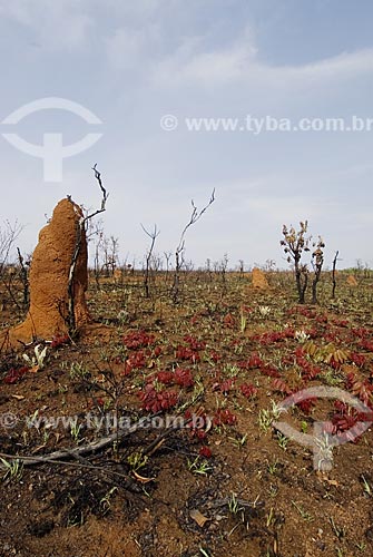  Subject: Burned savanna recovering in Emas National Park  / Place: Goias state - Brazil  / Date: 07/09/2007 