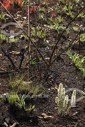  Subject: Burned savanna recovering in Emas National Park  / Place: Goias state - Brazil  / Date: 07/09/2007 