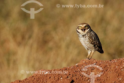  Subject: Burrowing Owl (Speotyto cunicularia)  / Place: Chapadão do Céu village - Goias state - Brazil  / Date: 27/07/2006 