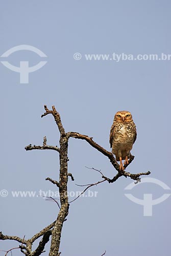  Subject: Burrowing Owl (Speotyto cunicularia) in Emas National Park  / Place: Goias state - Brazil  / Date: 09/09/2007 