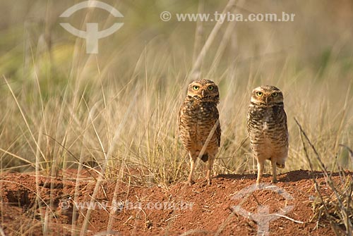  Subject: Burrowing Owl (Speotyto cunicularia) in Emas National Park  / Place: Goias state - Brazil  / Date: 09/09/2007 