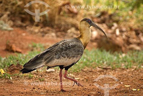  Subject: Buff-necked Ibis (Theristicus caudatus), also known as the White-throated Ibis in Emas National Park  / Place: Goias state - Brazil  / Date: 06/09/2007 