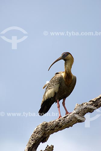  Subject: Buff-necked Ibis (Theristicus caudatus), also known as the White-throated Ibis in Emas National Park  / Place: Goias state - Brazil  / Date: 16/09/2007 