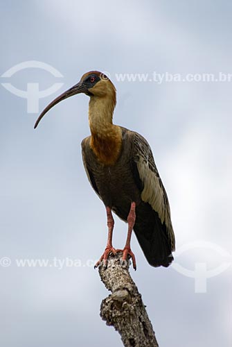  Subject: Buff-necked Ibis (Theristicus caudatus), also known as the White-throated Ibis in Emas National Park  / Place: Goias state - Brazil  / Date: 16/09/2007 
