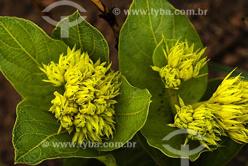  Subject: Small yellow flower of the brazilian savanna (Palicourea rigida) in Emas National Park  / Place: Goias state - Brazil  / Date: 15/09/2007 