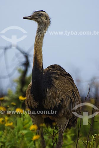  Subject: Female Greater Rhea (Rhea americana) in Emas national Park  / Place:  Goias state - Brazil  / Date: 07/09/2007 