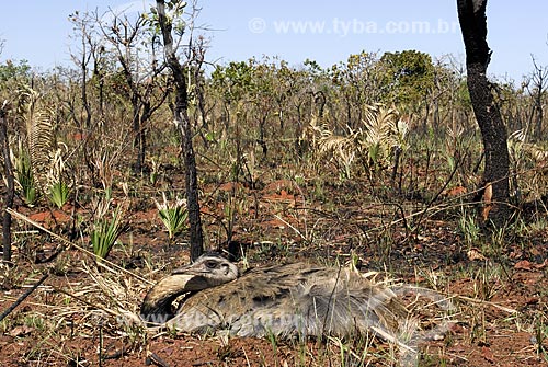  Subject: Female Greater Rhea (Rhea americana) laying eggs in nests located in an  burned savanna area at Emas National Park  / Place: Goias state - Brazil  / Date: 07/09/2007 