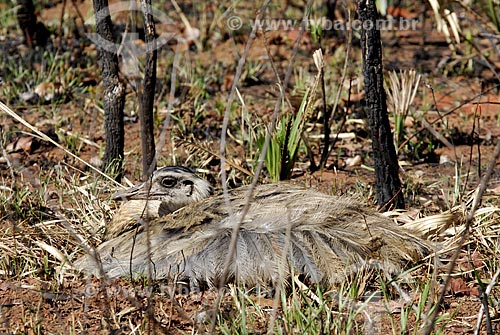  Subject: Female Greater Rhea (Rhea americana) laying eggs in nests located in an  burned savanna area at Emas National Park  / Place: Goias state - Brazil  / Date: 07/09/2007  
