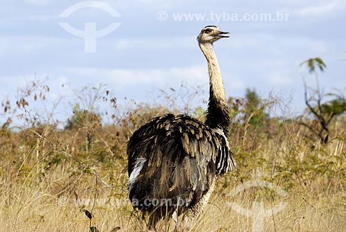  Subject: Male Greater Rhea (Rhea americana) in Emas National Park  / Place: Goias state - Brazil  / Date: 29/07/2006 