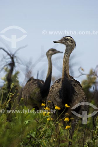  Subject: Female Greater Rhea (Rhea americana) in Emas national Park  / Place: Goias state - Brazil  / Date: 07/09/2007 