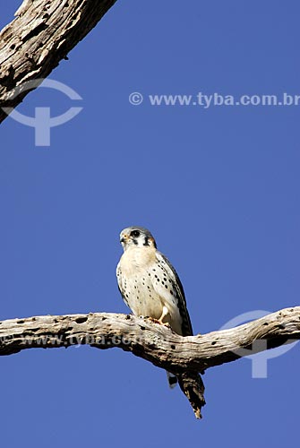  Subject: American Kestrel (Falco sparverius)  / Place: Mato Grosso do Sul state - Brasil  / Date: 15/08/2006 