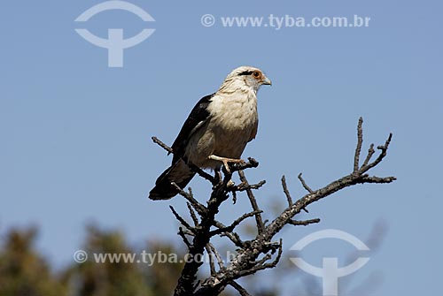  Subject: Yellow headed Caracara (Milvago chimachima) in Emas National Park  / Place: Goias state - Brazil  / Date: 13/09/2006 