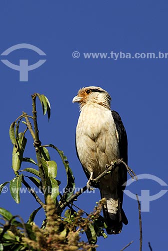  Subject: Yellow headed Caracara (Milvago chimachima) in Emas National Park  / Place: Goias state - Brazil  / Date: 29/10/2005 