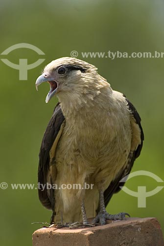  Subject: Yellow headed Caracara (Milvago chimachima) in Emas National Park  / Place: Goias state - Brazil  / Date: 17/09/2007 