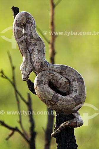  Subject: Boa constrictor (Boa constrictor) in Emas National Park  / Place: Goias state - Brazil  / Date: 17/09/2007 