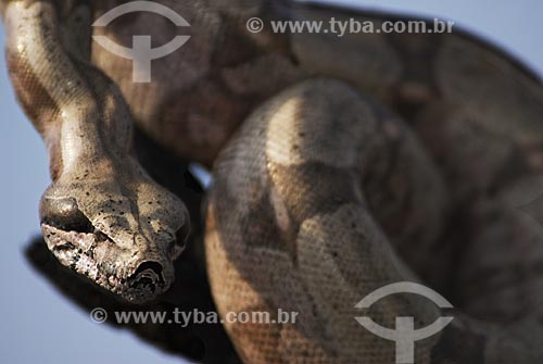  Subject: Boa constrictor (Boa constrictor) in Emas National Park  / Place: Goias state - Brazil  / Date: 17/09/2007 