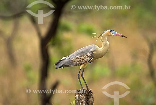  Subject: Whistiling Heron (Syrigma sibilatrix) in Emas National Park  / Place: Goias state - Brazil  / Date: 06/09/2007 
