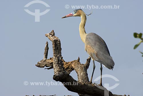  Subject: Whistiling Heron (Syrigma sibilatrix) in Emas National Park  / Place: Goias state - Brazil  / Date: 10/09/2007 