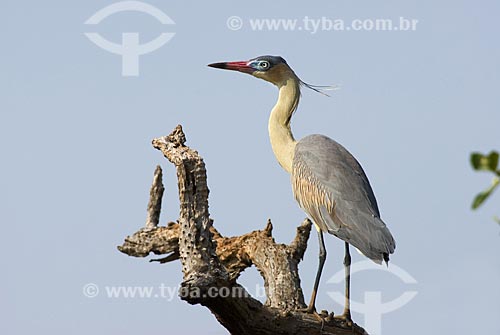  Subject: Whistiling Heron (Syrigma sibilatrix) in Emas National Park  / Place: Goias state - Brazil  / Date: 10/09/2007 