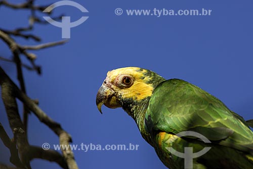  Subject: Yellow-faced Parrot (Amazona xanthops) also known as the Yellow-faced Amazon in Emas national Park  / Place: Goias state - Brazil  / Date: 29/10/2005 