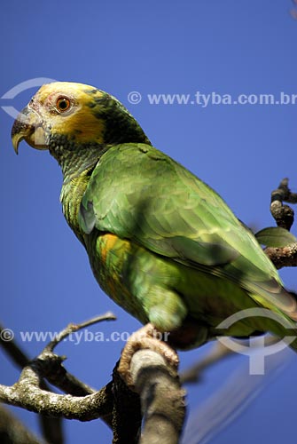  Subject: Yellow-faced Parrot (Amazona xanthops) also known as the Yellow-faced Amazon in Emas national Park  / Place: Goias state - Brazil  / Date: 29/10/2005 