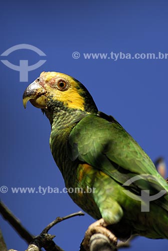  Subject: Yellow-faced Parrot (Amazona xanthops) also known as the Yellow-faced Amazon in Emas national Park  / Place:  Goias state - Brazil  / Date: 29/10/2005 