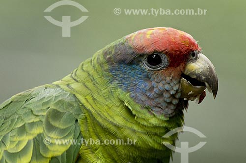  Subject: Red-tailed Amazon (Amazona brasiliensis), also known as the Red-tailed Parrot is originally found in the south and southeast of Brazil  / Place: Brazil  / Date: 10/06/2009 