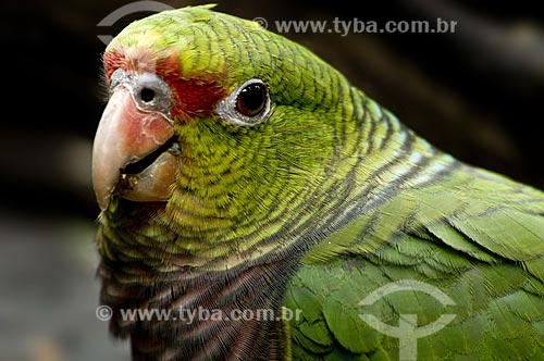  Subject: Vinaceous-breasted Amazon (Amazona vinacea) is originally found in the south and southeast of Brazil  / Place: Brazil  / Date: 10/06/2009 