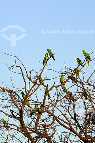  Subject: Blue-fronted Amazon (Amazona aestiva), also called the Turquoise-fronted Amazon and Blue-fronted Parrot gathered in the tree in late afternoon at Emas National Park  / Place: Goias state - Brazil  / Date: 10/08/2006 