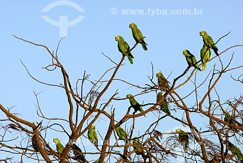  Subject: Blue-fronted Amazon (Amazona aestiva), also called the Turquoise-fronted Amazon and Blue-fronted Parrot gathered in the tree in late afternoon at Emas National Park  / Place: Goias state - Brazil  / Date: 10/08/2006 