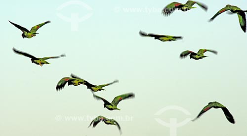  Subject: Blue-fronted Amazon (Amazona aestiva), also called the Turquoise-fronted Amazon and Blue-fronted Parrot flying together in late afternoon at Emas National Park  / Place: Goias state - Brazil  / Date: 10/08/2006 