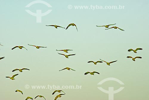  Subject: Blue-fronted Amazon (Amazona aestiva), also called the Turquoise-fronted Amazon and Blue-fronted Parrot flying together in late afternoon at Emas National Park  / Place: Goias state - Brazil  / Date: 11/08/2006 