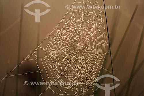  Subject: Spider cobweb  / Place: Emas National Park - Goias state - Brazil  / Date: 17/09/2007 