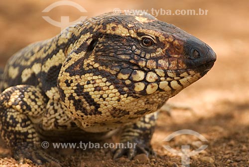  Subject: Tegu (Tupinambis merianae) in Emas National Park  / Place: Goias state - Brazil  / Date: 11/09/2007 