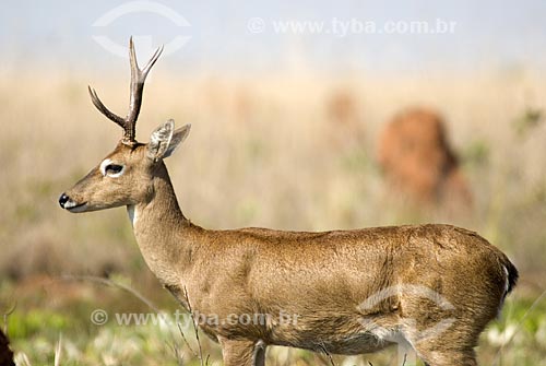  Subject: Male Pampa Deer (Bezoarticus ozotocerus) in Emas National Park  / Place: Goias state - Brazil  / Date: 10/09/2007 