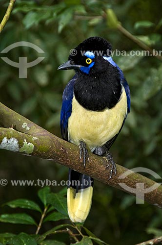 Plush-crested Jay (Cyanocorax chrysops) in Iguaçu National Park - the park was declared Natural Heritage of Humanity by UNESCO    - Foz do Iguacu city - Brazil