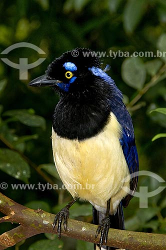  Plush-crested Jay (Cyanocorax chrysops) in Iguaçu National Park - the park was declared Natural Heritage of Humanity by UNESCO   - Foz do Iguacu city - Brazil