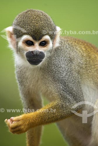 Subject: Squirrel monkey (Saimiri sciureus) in the Amazon rainforest  / Place:  Amazon state - Brazil  / Date: 23/10/2007 
