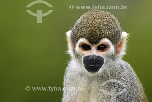  Subject: Squirrel monkey (Saimiri sciureus) in the Amazon rainforest  / Place:  Amazon state - Brazil  / Date: 23/10/2007 