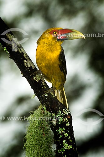  Subject: Saffron Toucanet (Pteroglossus bailloni) in Itatiaia National Park  / Place:  Itatiaia city - Rio de Janeiro state - Brazil  / Date: 26/01/2009 