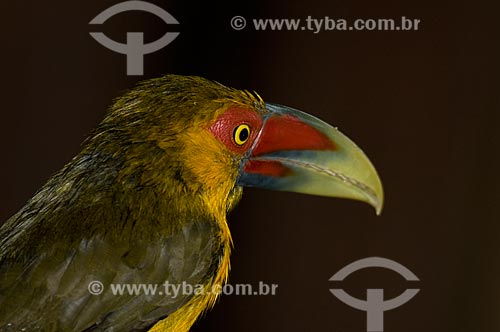  Subject: Saffron Toucanet (Pteroglossus bailloni) in Itatiaia National Park  / Place:  Itatiaia city - Rio de Janeiro state - Brazil  / Date: 15/12/2008 