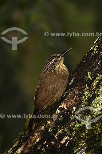  Subject: Planalto Woodcreeper (Dendrocolaptes platyrostris) in Itatiaia National Park  / Place:  Itatiaia city - Rio de Janeiro state - Brazil  / Date: 26/01/2009 