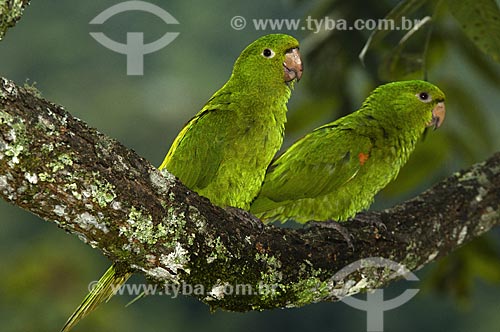  Subject: White-eyed Parakeet or White-eyed Conure (Aratinga leucophthalma) in Itatiaia National Park  / Place:  Itatiaia city - Rio de Janeiro state - Brazil  / Date: 15/12/2008 