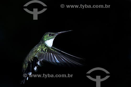  Subject: White-throated Hummingbird (Leucochloris albicollis) in Itatiaia National Park  / Place:  Itatiaia city - Rio de Janeiro state - Brazil  / Date: 11/12/2008 