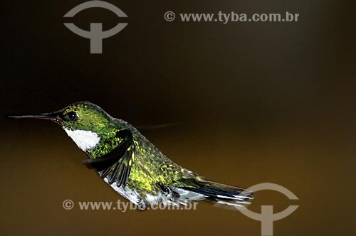  Subject: White-throated Hummingbird (Leucochloris albicollis) in Itatiaia National Park  / Place:  Itatiaia city - Rio de Janeiro state - Brazil  / Date: 14/12/2008 
